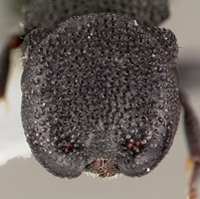 The head of a soldier of Cephalotes rohweri, used for blocking nest entrances